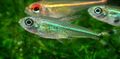 Green Moenkhausia intermedia Aquarium Fish, Photo and characteristics