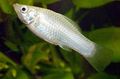 Silver Molly Aquarium Fish, Photo and characteristics