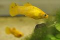 Yellow Molly Aquarium Fish, Photo and characteristics