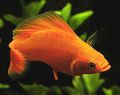 Red Molly Aquarium Fish, Photo and characteristics
