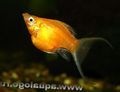 Gold Molly Aquarium Fish, Photo and characteristics
