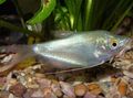 Silver Moonlight Gourami Aquarium Fish, Photo and characteristics