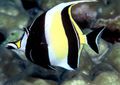 Striped Moorish Idol Aquarium Fish, Photo and characteristics