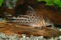 Spotted Mrs Schwartz's Cory Aquarium Fish, Photo and characteristics
