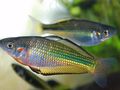 Silber Murray River Regenbogenfisch, Foto und Merkmale