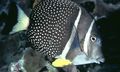 Spotted Mustard Guttatus Tang Aquarium Fish, Photo and characteristics