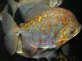Round Aquarium Fish Myleus rubripinnis luna care and characteristics, Photo