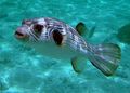 Elongated Aquarium Fish Narrow-Lined Puffer care and characteristics, Photo