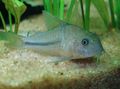Green Natterer, Natterer's Cory Aquarium Fish, Photo and characteristics