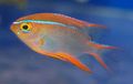 Red Neoglyphidodon Aquarium Fish, Photo and characteristics