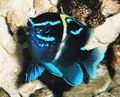 Blue Neoglyphidodon Aquarium Fish, Photo and characteristics