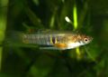 Elongated Aquarium Fish Neoheterandria care and characteristics, Photo