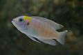 Elongated Aquarium Fish Neolamprologus brevis care and characteristics, Photo