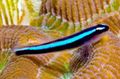 Elongated Aquarium Fish Neon Blue Goby care and characteristics, Photo