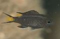 Black Neopomacentrus Aquarium Fish, Photo and characteristics