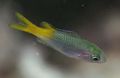 Green Neopomacentrus Aquarium Fish, Photo and characteristics