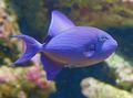 Blue Niger Triggerfish, Red Tooth Triggerfish, Photo and characteristics
