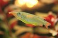 Silver Nomorhamphus liemi Aquarium Fish, Photo and characteristics
