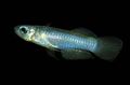 Silver Norman's lampeye Aquarium Fish, Photo and characteristics