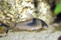 Elongated Aquarium Fish Northern Longnose Cory care and characteristics, Photo