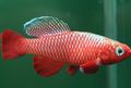 Red Nothobranchius Aquarium Fish, Photo and characteristics