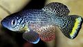 Spotted Nothobranchius Aquarium Fish, Photo and characteristics