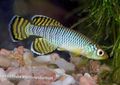 Light Blue Nothobranchius Aquarium Fish, Photo and characteristics