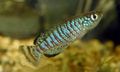 Striped Nothobranchius Aquarium Fish, Photo and characteristics