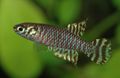 Striped Notholebias Aquarium Fish, Photo and characteristics