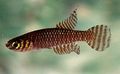Brown Notholebias Aquarium Fish, Photo and characteristics
