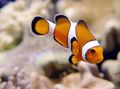 Striped Ocellaris Clownfish, Photo and characteristics