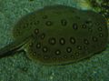 Gevlekt Aquariumvissen Pauwoogzoetwaterrog, Potamotrygon motoro karakteristieken, foto