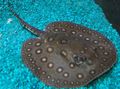 Spotted Ocellate river stingray Aquarium Fish, Photo and characteristics