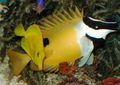 Yellow One Spot Foxface Aquarium Fish, Photo and characteristics