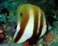 Striped Orange-Banded Coralfish, Photo and characteristics