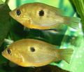 Gold Orange chromide Aquarium Fish, Photo and characteristics