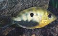 Spotted Orange chromide Aquarium Fish, Photo and characteristics