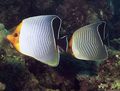 White Orange face butterflyfish, Photo and characteristics