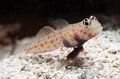 Elongated Aquarium Fish Orange Spotted Shrimp Goby care and characteristics, Photo