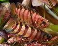 Striped Orangebuschfisch Aquarium Fish, Photo and characteristics