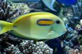 Yellow Orangeshoulder Tang Aquarium Fish, Photo and characteristics