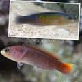 Motley Orangetail Dottyback Aquarium Fish, Photo and characteristics