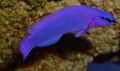 Purple Orchid Dottyback Aquarium Fish, Photo and characteristics