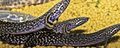 Serpentin Zierfische Verzierten Bichir kümmern und Merkmale, Foto