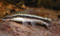 Striped Otocinclus vittatus Aquarium Fish, Photo and characteristics