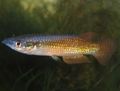 Gold Pachypanchax Aquarium Fish, Photo and characteristics