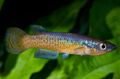 Motley Pachypanchax Aquarium Fish, Photo and characteristics