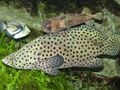 Elongated Aquarium Fish Panther Grouper care and characteristics, Photo