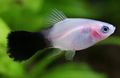 White Aquarium Fish Papageienplaty, Xiphophorus variatus characteristics, Photo