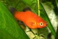 Red Aquarium Fish Papageienplaty, Xiphophorus variatus characteristics, Photo